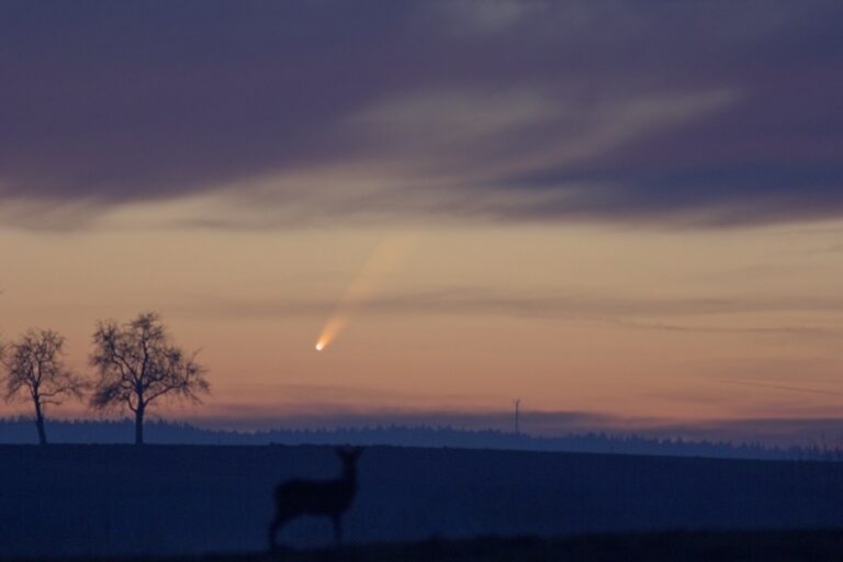 COMET C/2006 P1